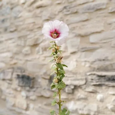 Cute Stone In Provence Semesterbostad Revest-Saint-Martin