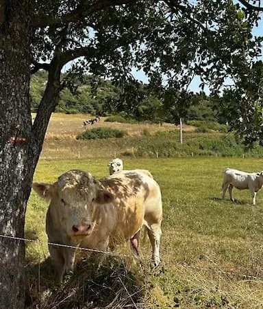 Cute Stone In Provence *